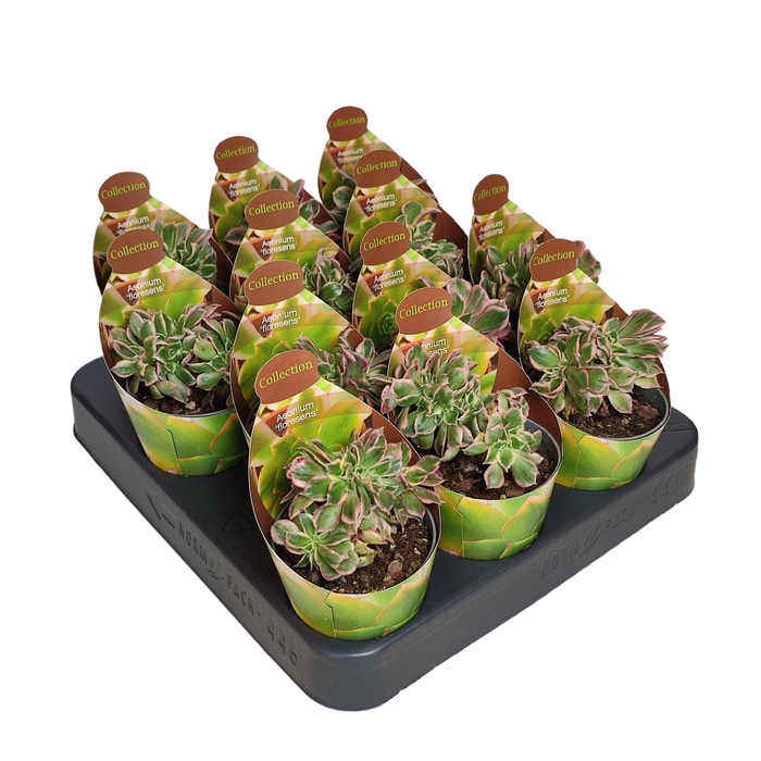 <h4>Aeonium Floresens Crestato Potcover</h4>