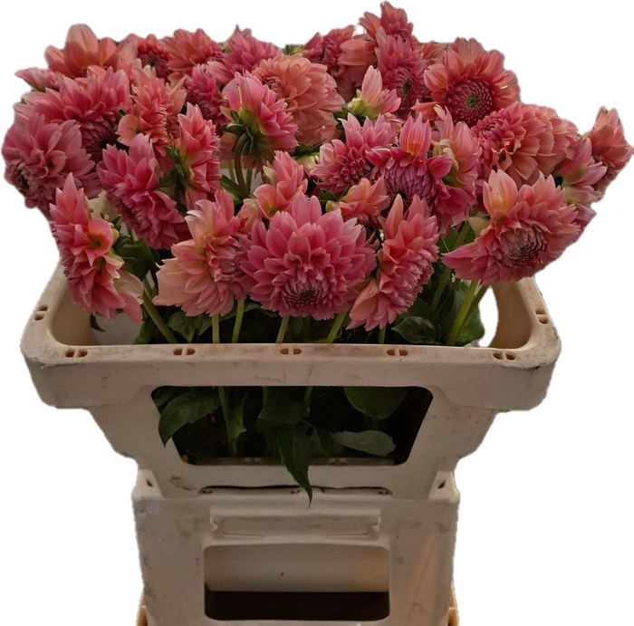 <h4>Dahl Lindas Baby</h4>