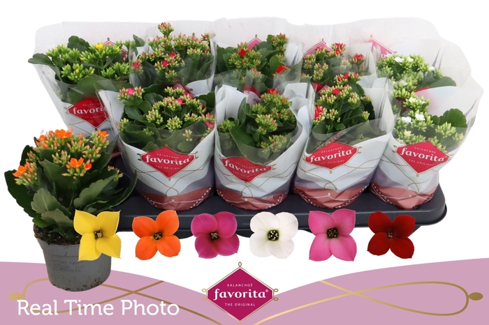 <h4>KAL EN GEM 6 KL</h4>