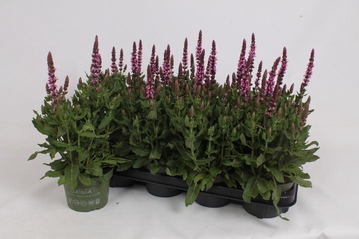 <h4>SALVIA S ROSE MARVEL</h4>