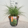 Miscanthus sinensis Red Cloud