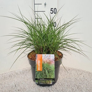 Miscanthus sinensis Red Cloud