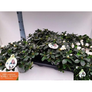 !! PROMO !! RHODO SI WITTE VOGEL P15