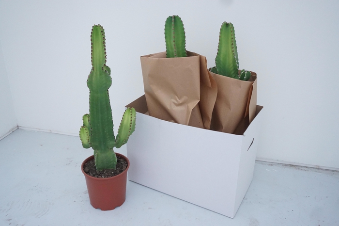 <h4>EUPHOR INGENS</h4>