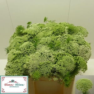 Ammi Visnaga