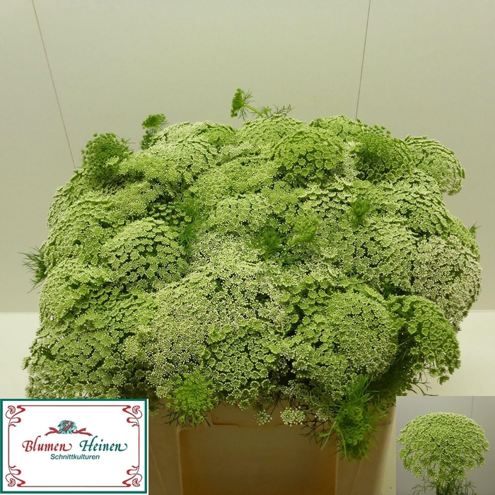 <h4>Ammi Visnaga</h4>