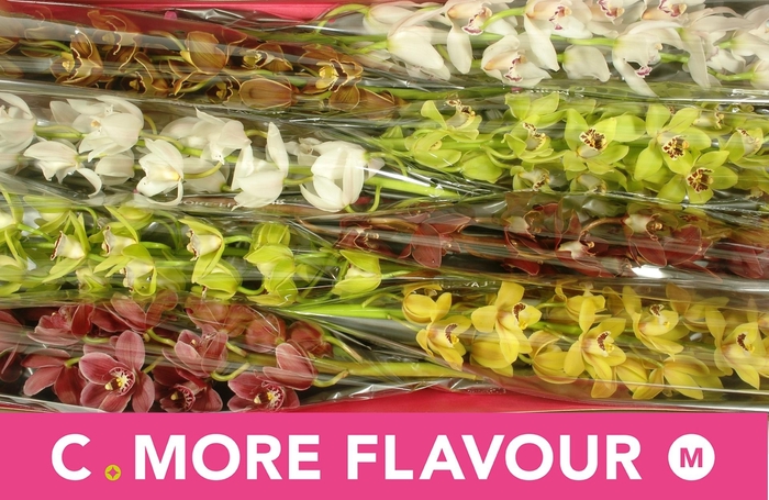 <h4>CYMB MI GEM</h4>