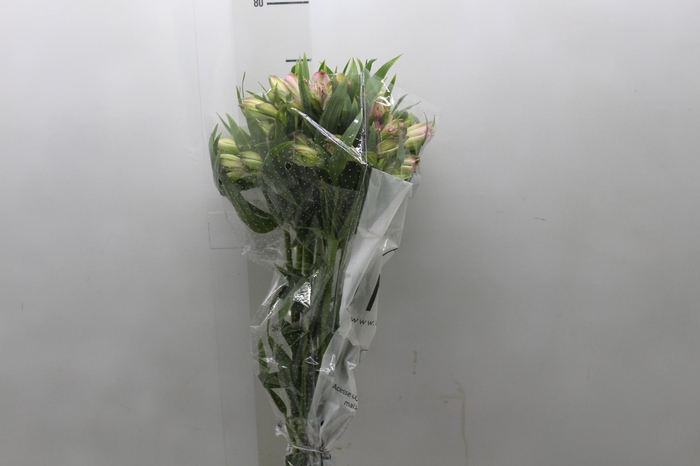 <h4>ALSTROEMERIA PAMELA 080 CM</h4>