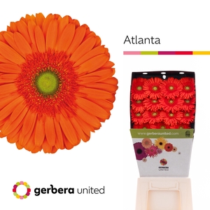 Gerbera Atlanta Diamond