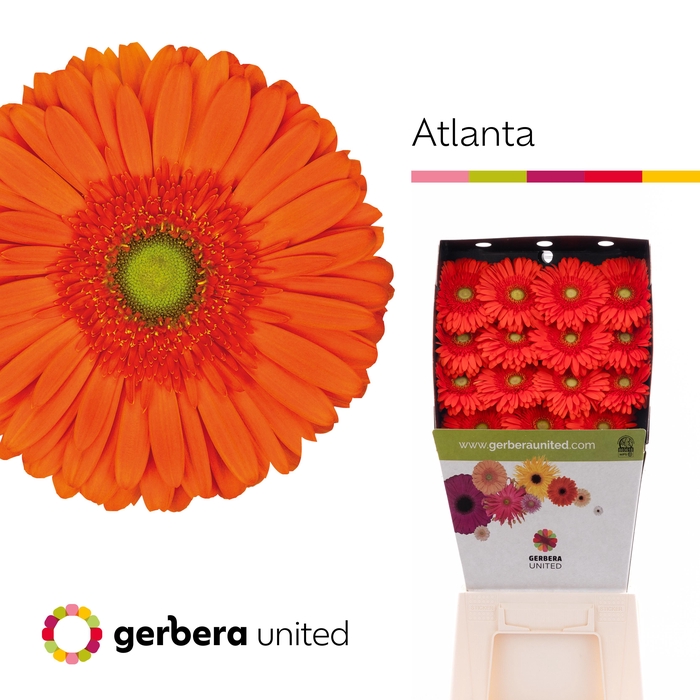 <h4>Gerbera Atlanta Diamond</h4>