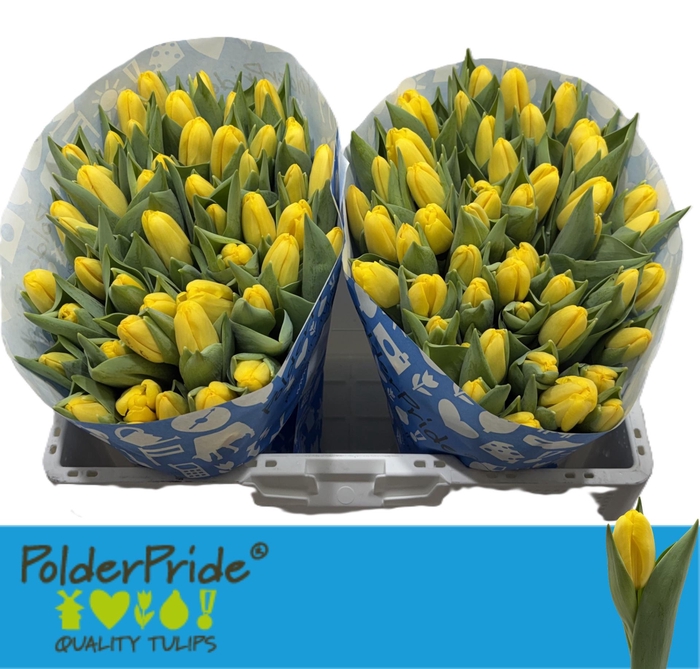 <h4>TU EN BIG BIRD</h4>