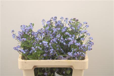 <h4>Myos Al Blue Memory</h4>