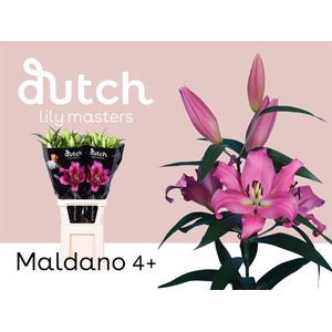 LI OT MALDANO