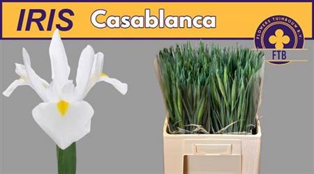 <h4>Iris Casablanca</h4>