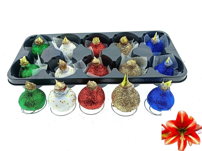 <h4>BLOEMBOL HIPPEASTRUM</h4>