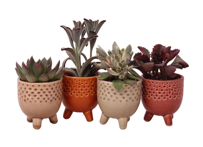 <h4>Succulent mix 5,5 cm in Qena sierpot</h4>