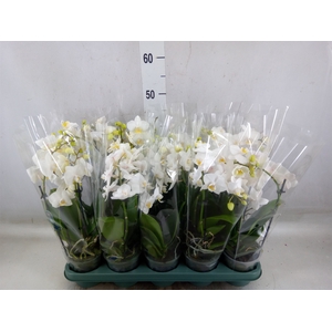 Phalaenopsis multi.   ...white