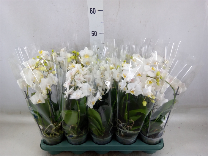 <h4>Phalaenopsis multi.   ...white</h4>