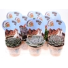 Succulenten overig gemengd Potcover indian line, PV10026