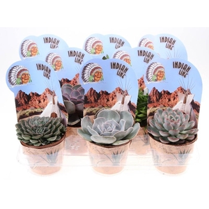 Succulenten overig gemengd Potcover indian line, PV10026