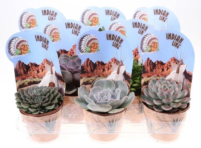 Succulenten overig gemengd Potcover indian line, PV10026