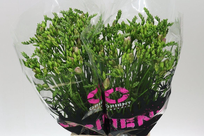 <h4>Fr Du Honeymoon</h4>