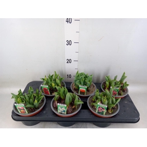 Tulipa DU   ...mix
