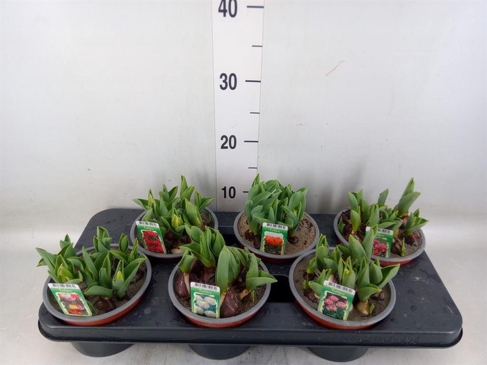 <h4>Tulipa DU   ...mix</h4>