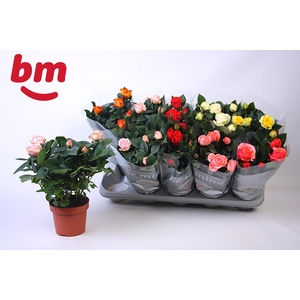 RO B MONDE GEM 6 SRT