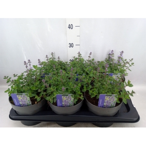 Nepeta faassenii  'Purrsian Blue'
