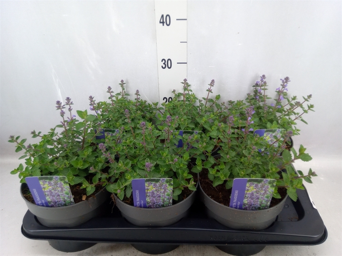 Nepeta faassenii  'Purrsian Blue'