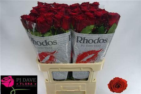 <h4>R Gr Rhodos</h4>