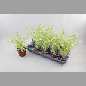 CHLOR COM VARIEGATUM