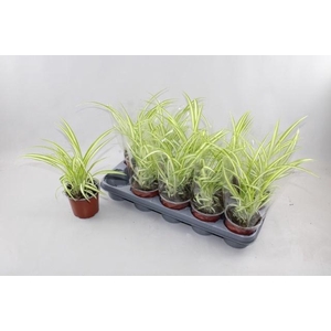 CHLOR COM VARIEGATUM