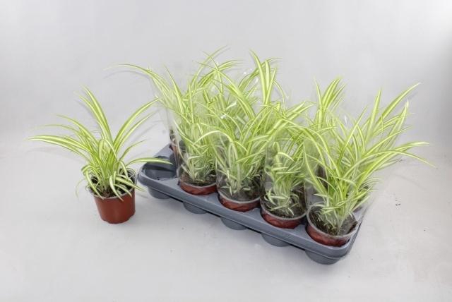 <h4>CHLOR COM VARIEGATUM</h4>