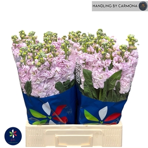 MATTH IRON CHERRY BL