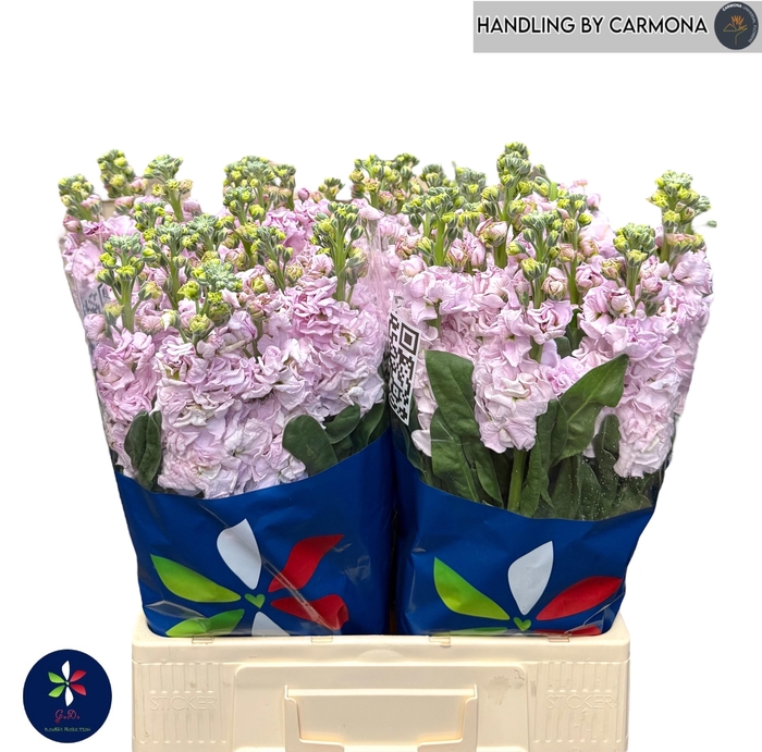 <h4>MATTH IRON CHERRY BL</h4>