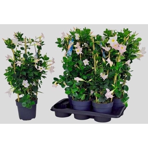 MANDE SUN WHITE
