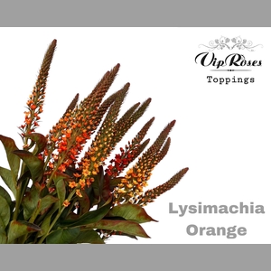 LYSIMACHIA ORANGE x50