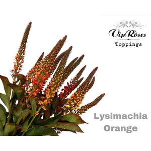 LYSIMACHIA ORANGE x50