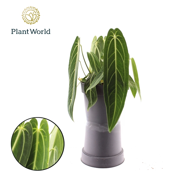 <h4>Anthurium Warocqueanum</h4>