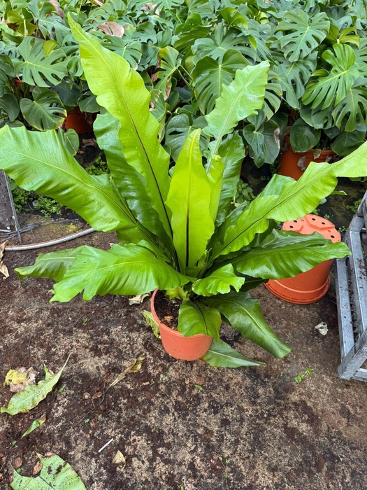 <h4>ASPLE NIDUS</h4>