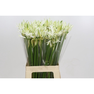 Nerine Like a Virgin