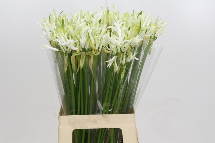 <h4>Nerine Like a Virgin</h4>