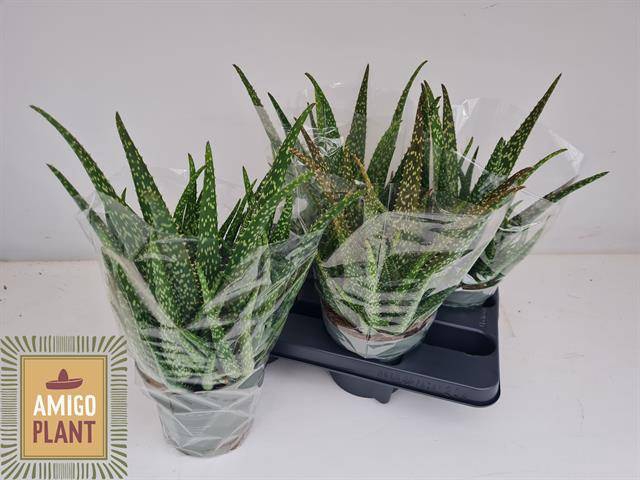 <h4>ALOE VERA</h4>