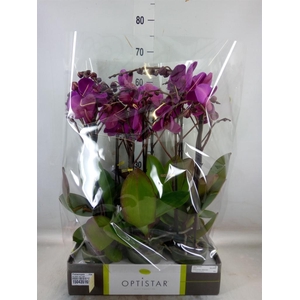 Phalaenopsis   ...lilac