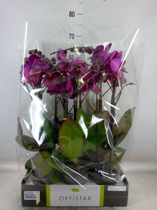 <h4>Phalaenopsis   ...lilac</h4>