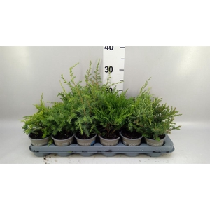 Juniperus ...