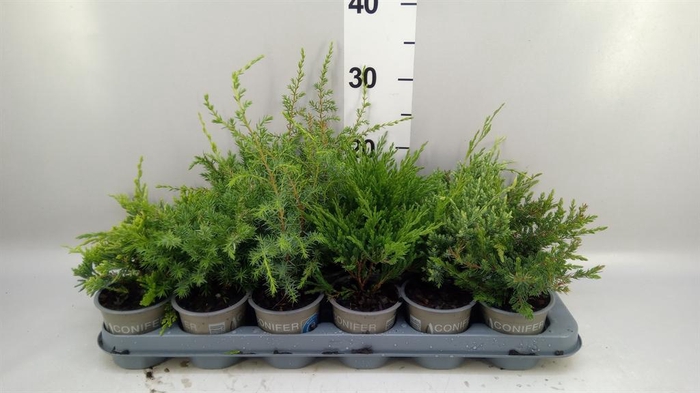 <h4>Juniperus ...</h4>