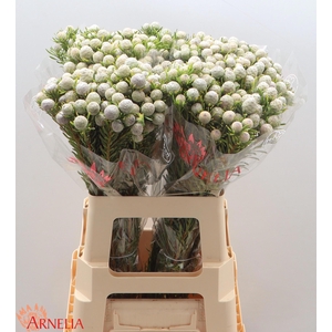 LEUCAD L AY JA PE VT